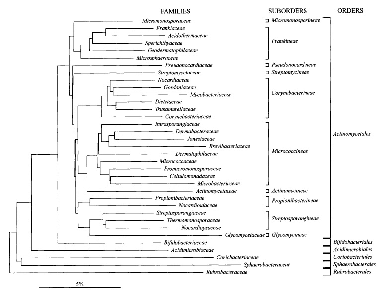 Micrococcus luteus Cladogram