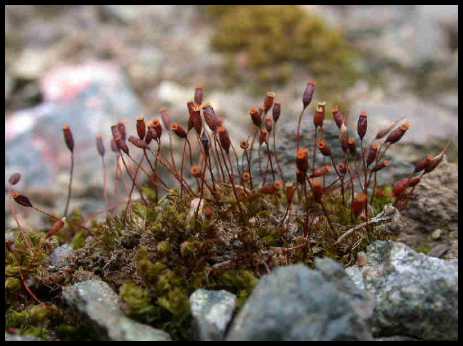 Pottia lanceolata Pottia_lanceolata