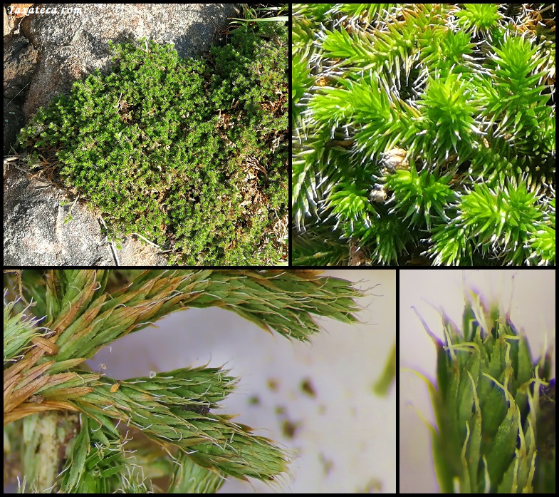 Selaginella proxima Selaginella_proxima