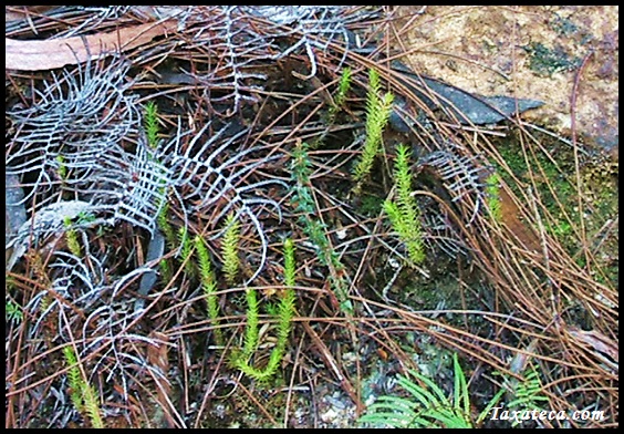 Lateristachys lateralis Lateristachys_lateralis