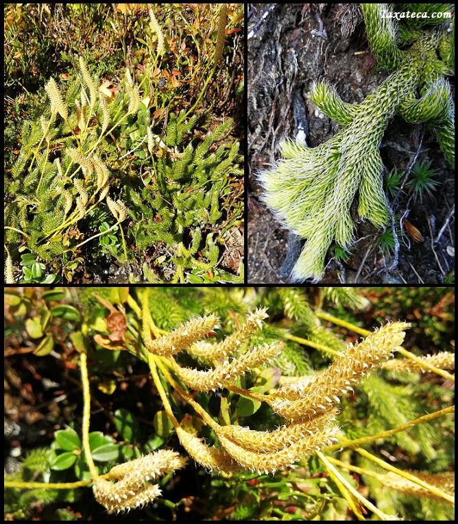 Lycopodium clavatum Lycopodium_clavatum2