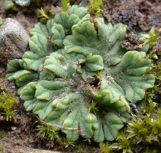 Riccia sorocarpa Riccia_sorocarpa