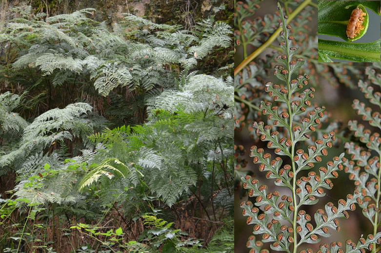 Culcita macrocarpa Culcita_macrocarpa