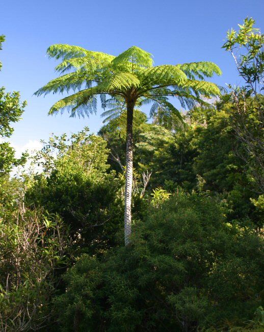 Cyathea arborea Cyathea_arborea