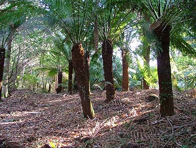 Dicksonia antarctica Dicksonia_antarctica