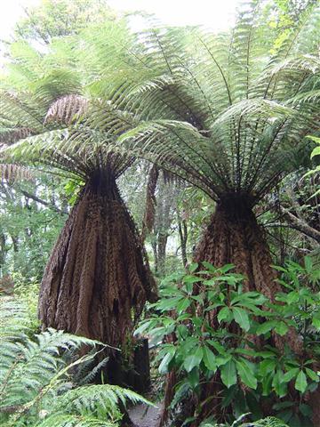 Dicksonia fibrosa Dicksonia_fibrosa