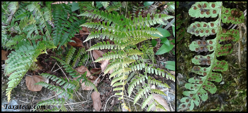 Dryopteris erythrosora Dryopteris_erythrosora