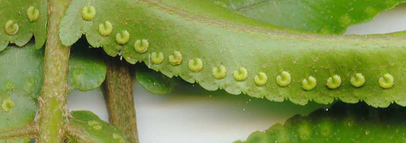 Nephrolepis biserrata Nephrolepis_biserrata