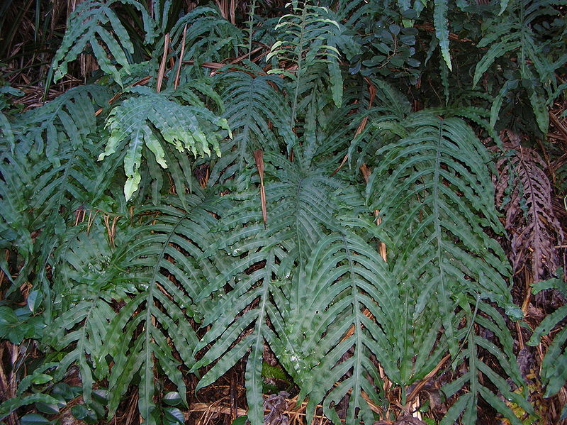 Phlebodium aureum Phlebodium_aureum