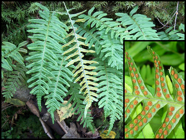 Polypodium vulgare Polypodium_vulgare