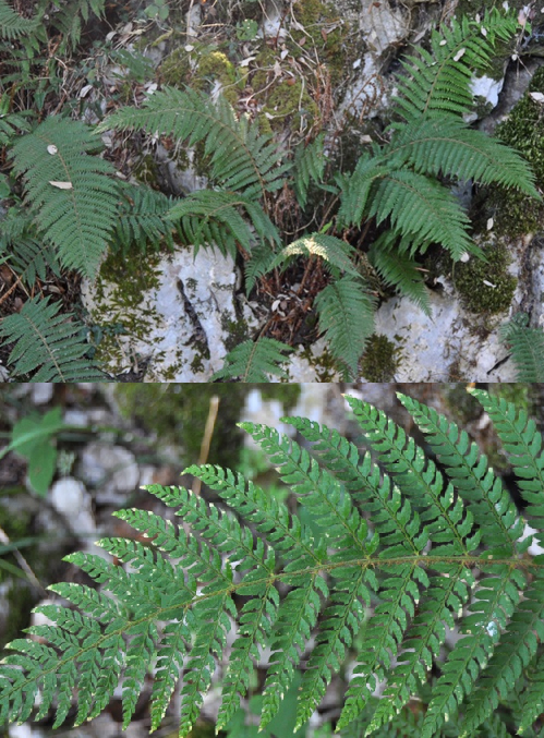 Polystichum setiferum Polystichum_setiferum