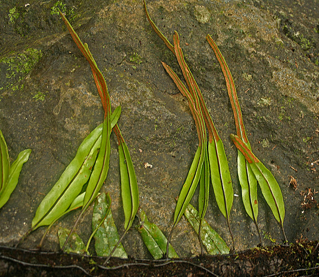 Pyrrosia longifolia Pyrrosia_longifolia