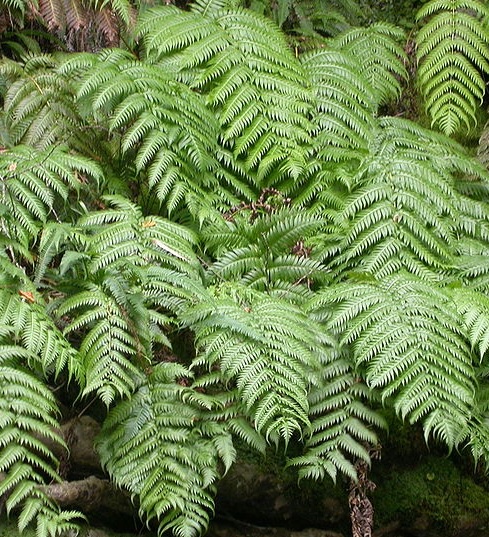 Woodwardia radicans Woodwardia_radicans