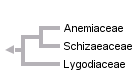 Anemia phyllitidis Cladogram