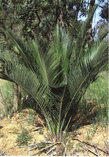 Macrozamia riedlei Macrozamia_riedlei