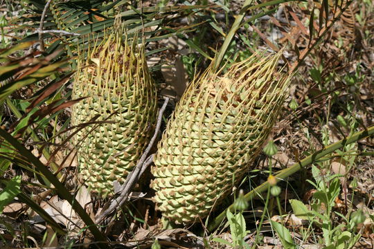 Macrozamia riedlei Macrozamia_riedlei2