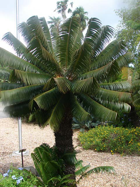 Microcycas calocoma Microcycas_calocoma2