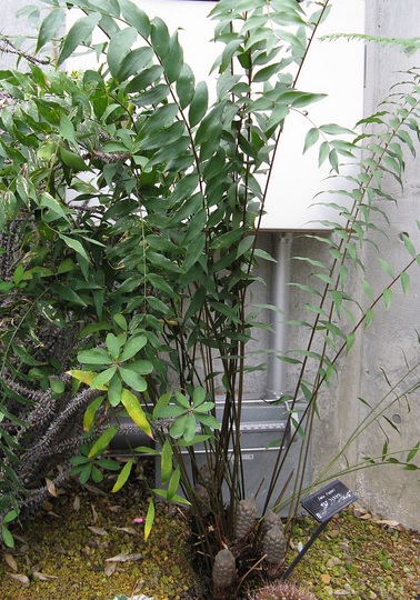 Zamia fischeri Zamia_fischeri