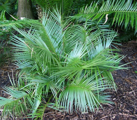 Zamia inermis  Zamia_inermis