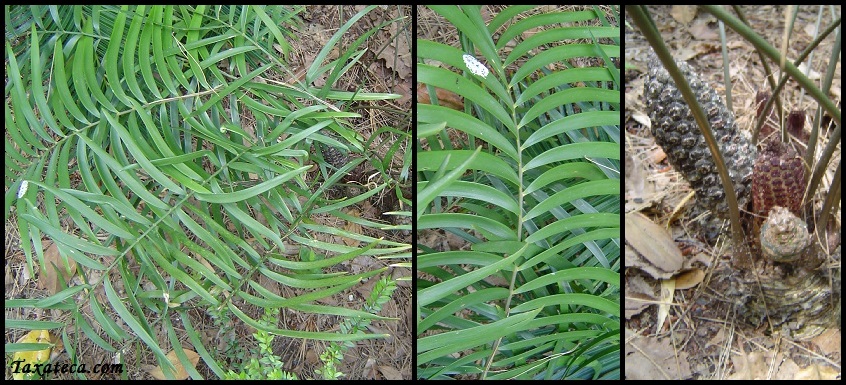 Zamia integrifolia Zamia_integrifolia