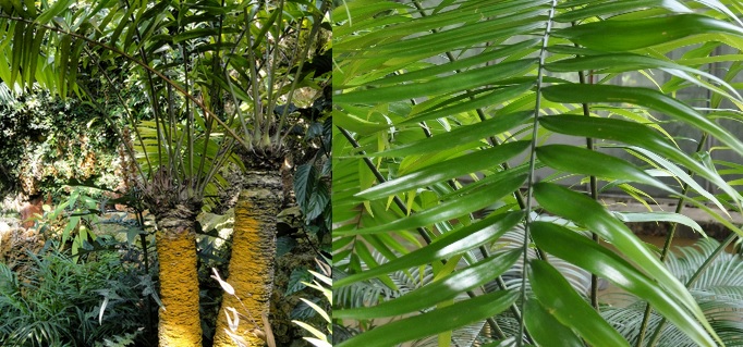 Zamia lindenii Zamia_lindenii