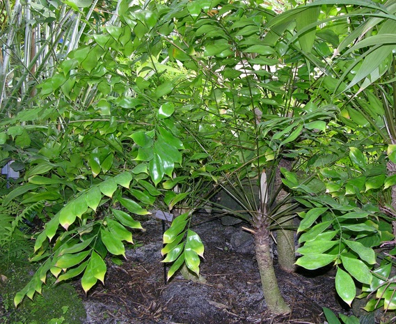 Zamia obliqua Zamia_obliqua