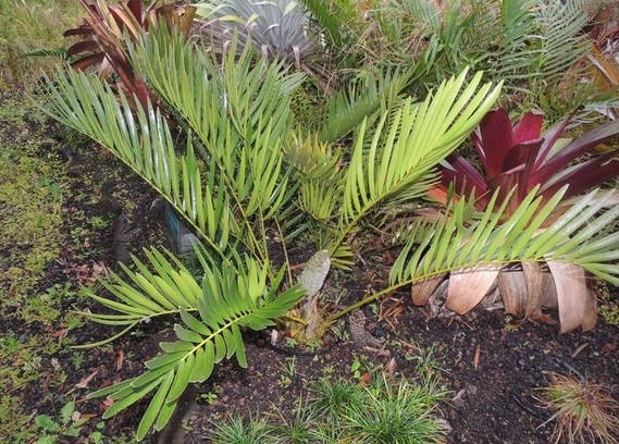 Zamia paucijuga Zamia_paucijuga