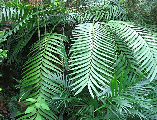 Zamia pseudoparasitica Zamia_pseudoparasitica