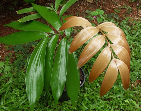 Zamia splendens Zamia_splendens