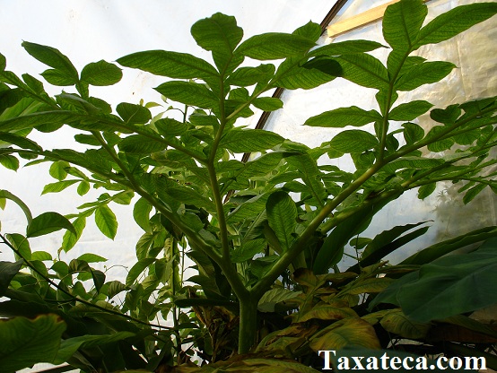 Amorphophallus paeoniifolius Amorphophallus_paeoniifolius3