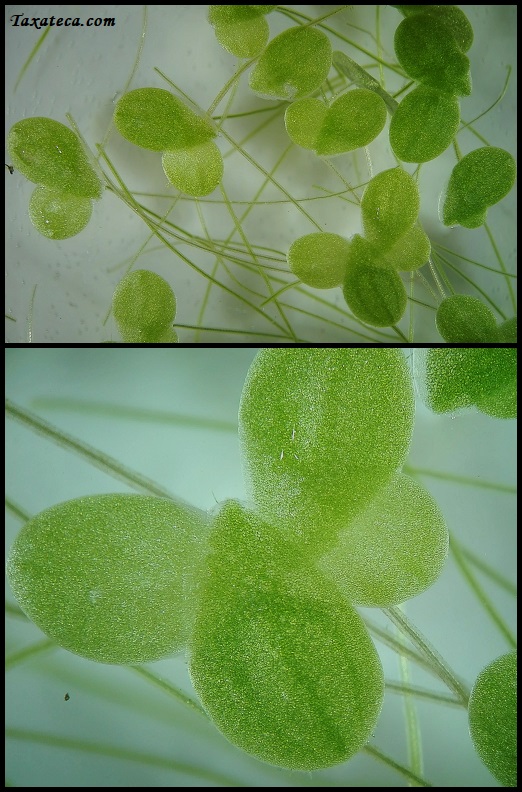 Lemna minor Lemna_minor