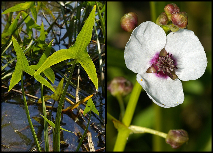 Sagittaria sagittifolia Sagittaria_sagittifolia