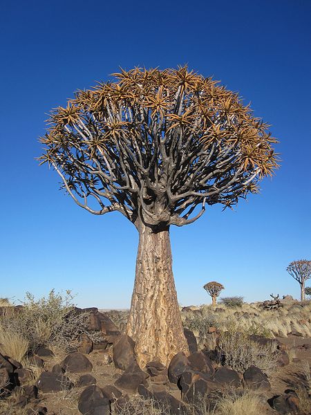 Aloe dichotoma Aloe_dichotoma