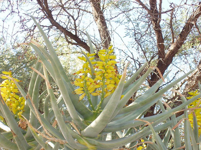 Aloe dichotoma Aloe_dichotoma2