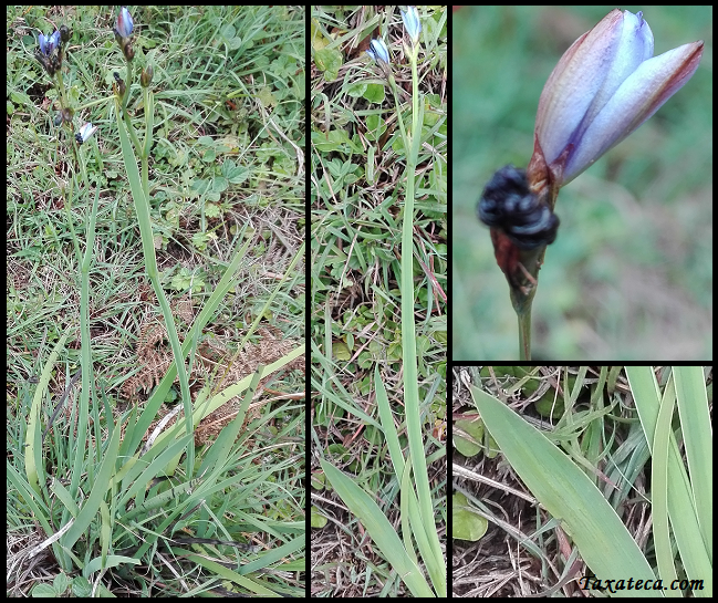 Aristea abyssinica Aristea_abyssinica