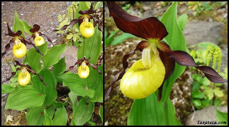 Cypripedium calceolus Cypripedium_calceolus