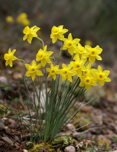 Narcissus assoanus Narcissus_assoanus