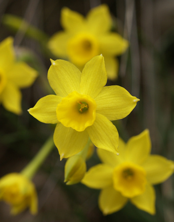 Narcissus assoanus Narcissus_assoanus2