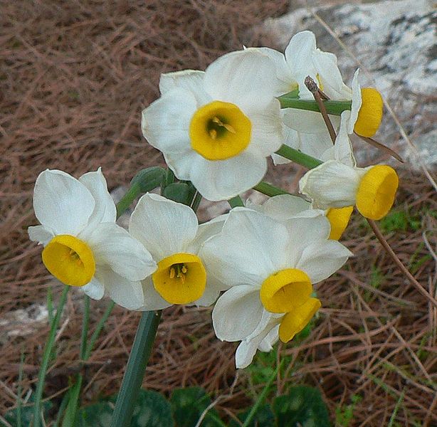 Narcissus tazetta Narcissus_tazetta