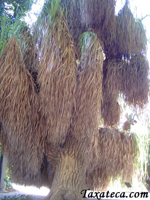 Nolina longifolia Nolina_longifolia