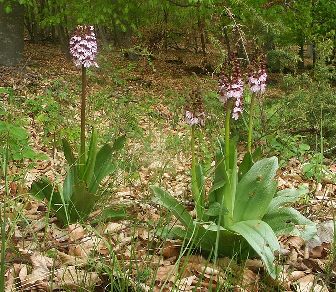 Orchis purpurea  Orchis_purpurea2