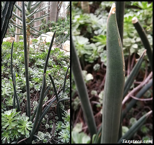 Sansevieria fischeri Sansevieria_fischeri