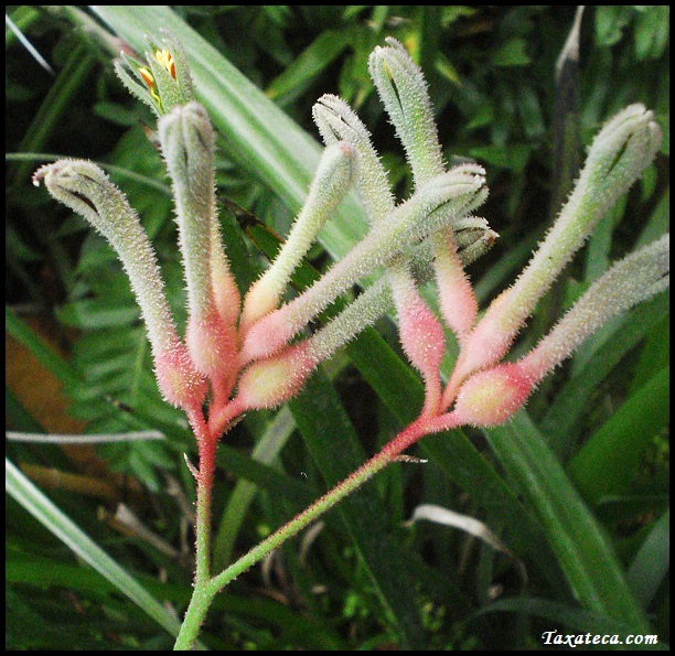 Anigozanthos flavidus Anigozanthos_flavidus