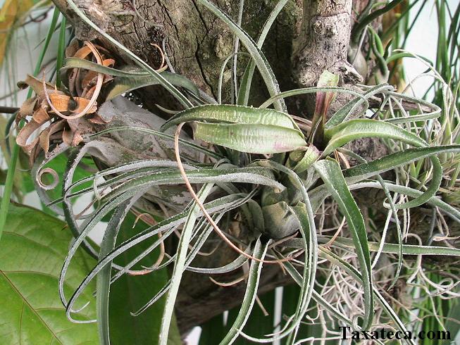 Aechmea recurvata Aechmea_recurvata