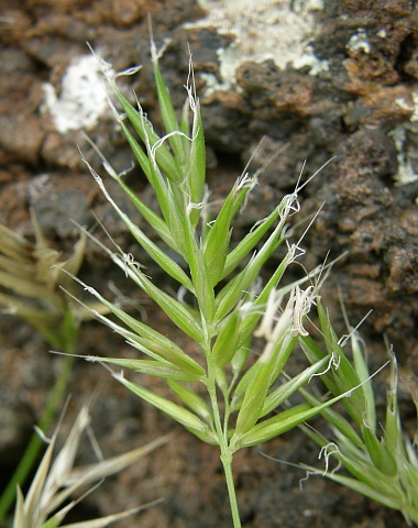 Anthoxanthum aristatum Anthoxanthum_aristatum