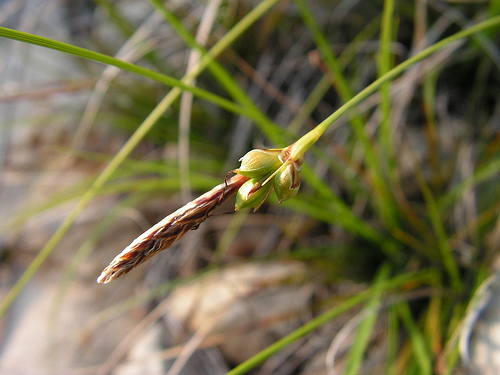 Carex halleriana Carex_halleriana2