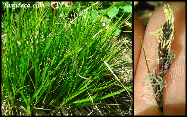 Carex montana Carex_montana