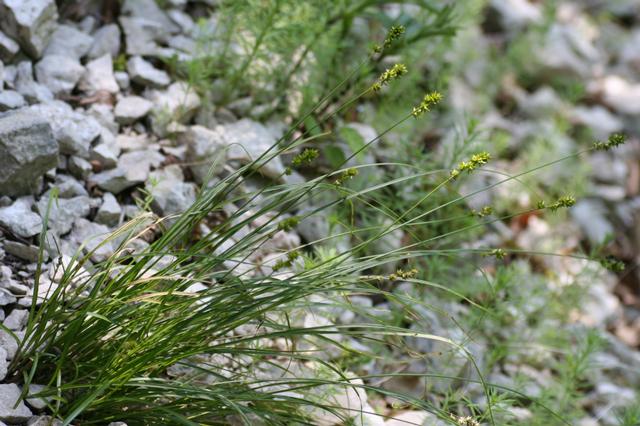 Carex muricata Carex_muricata2