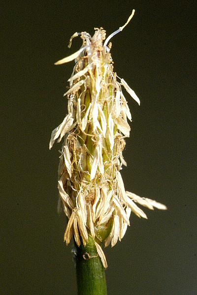 Eleocharis palustris Eleocharis_palustris2