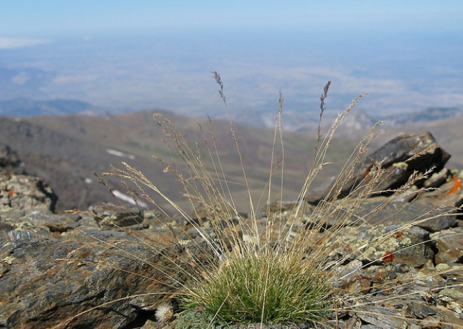 Festuca clementei Festuca_clementei2